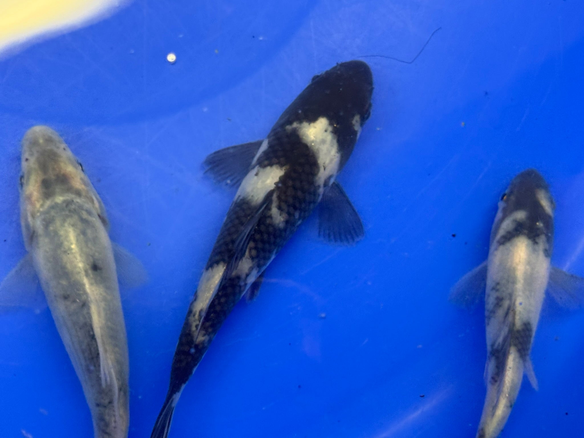 Japanese Koi Shiro 10-14cm (TF P3)