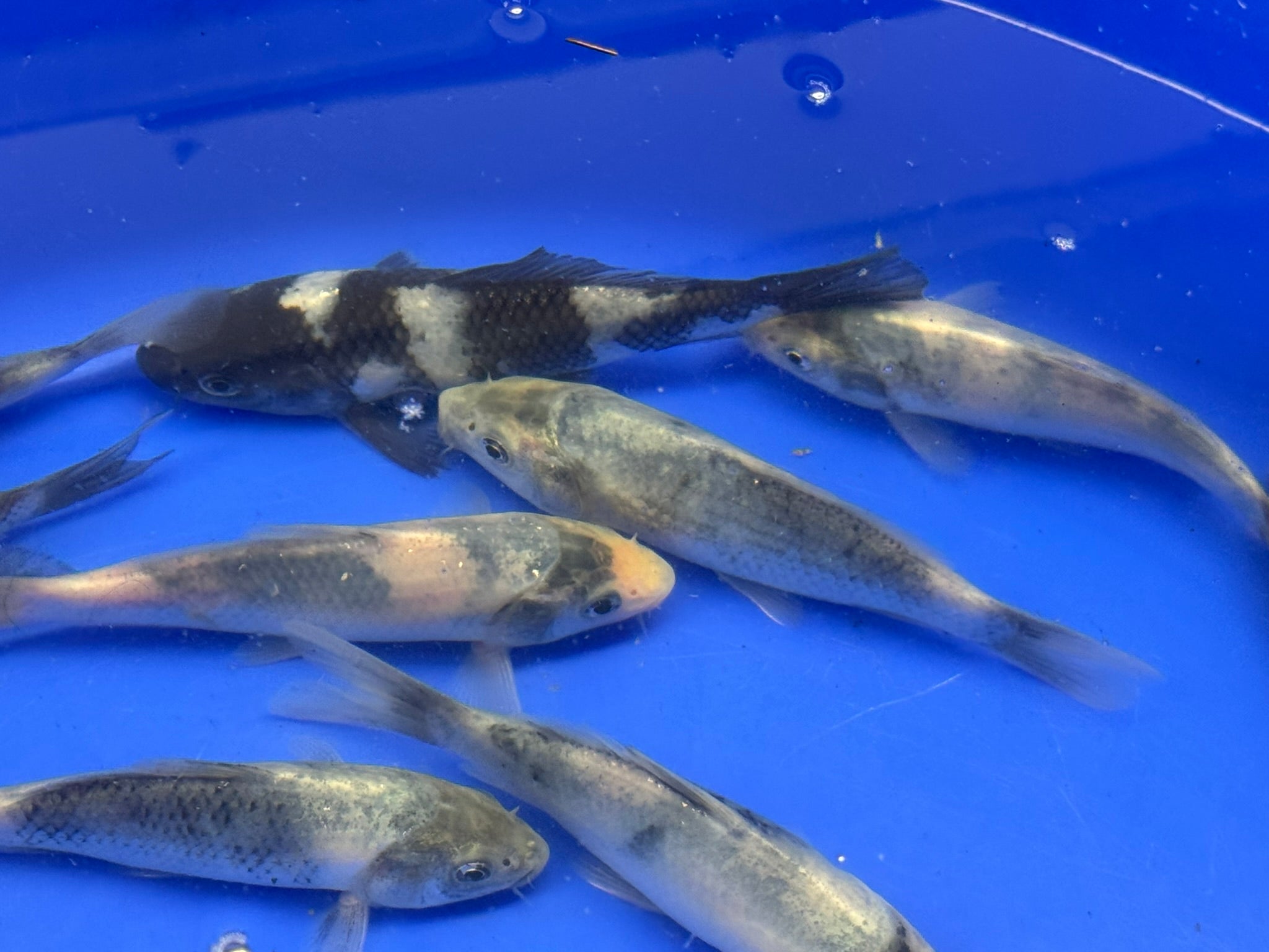 Japanese Koi Shiro 10-14cm (TF P3)