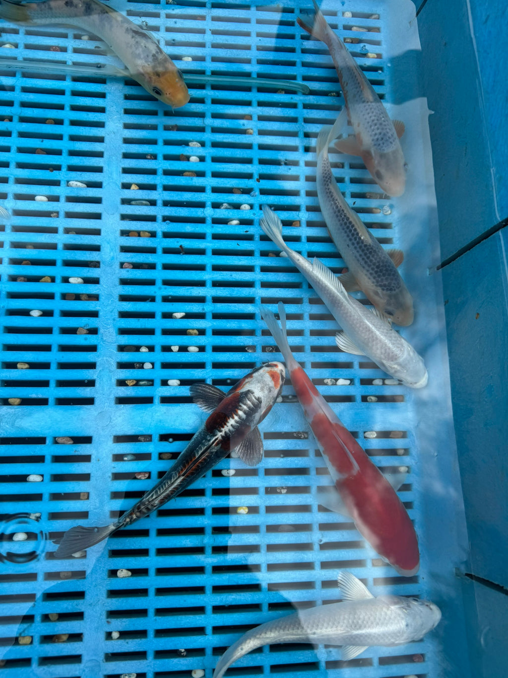 Japanese Koi 18-22cm (O 2F)