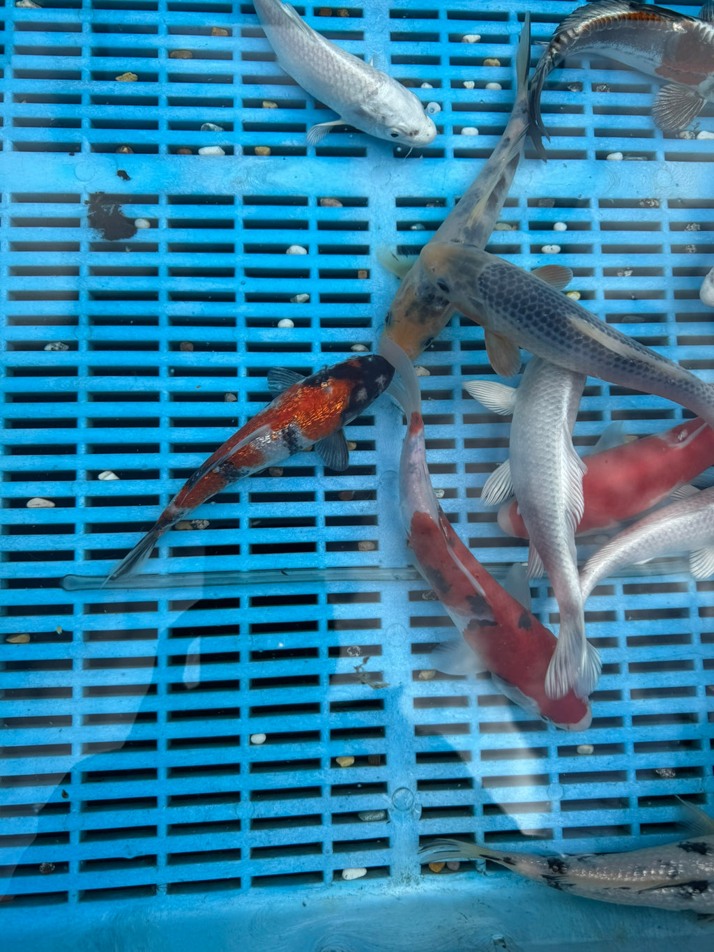 Japanese Koi 18-22cm (O 2F)