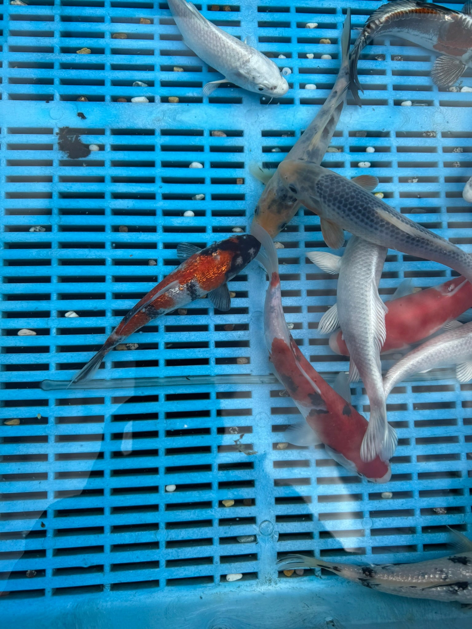 Japanese Koi 18-22cm (O 2F)