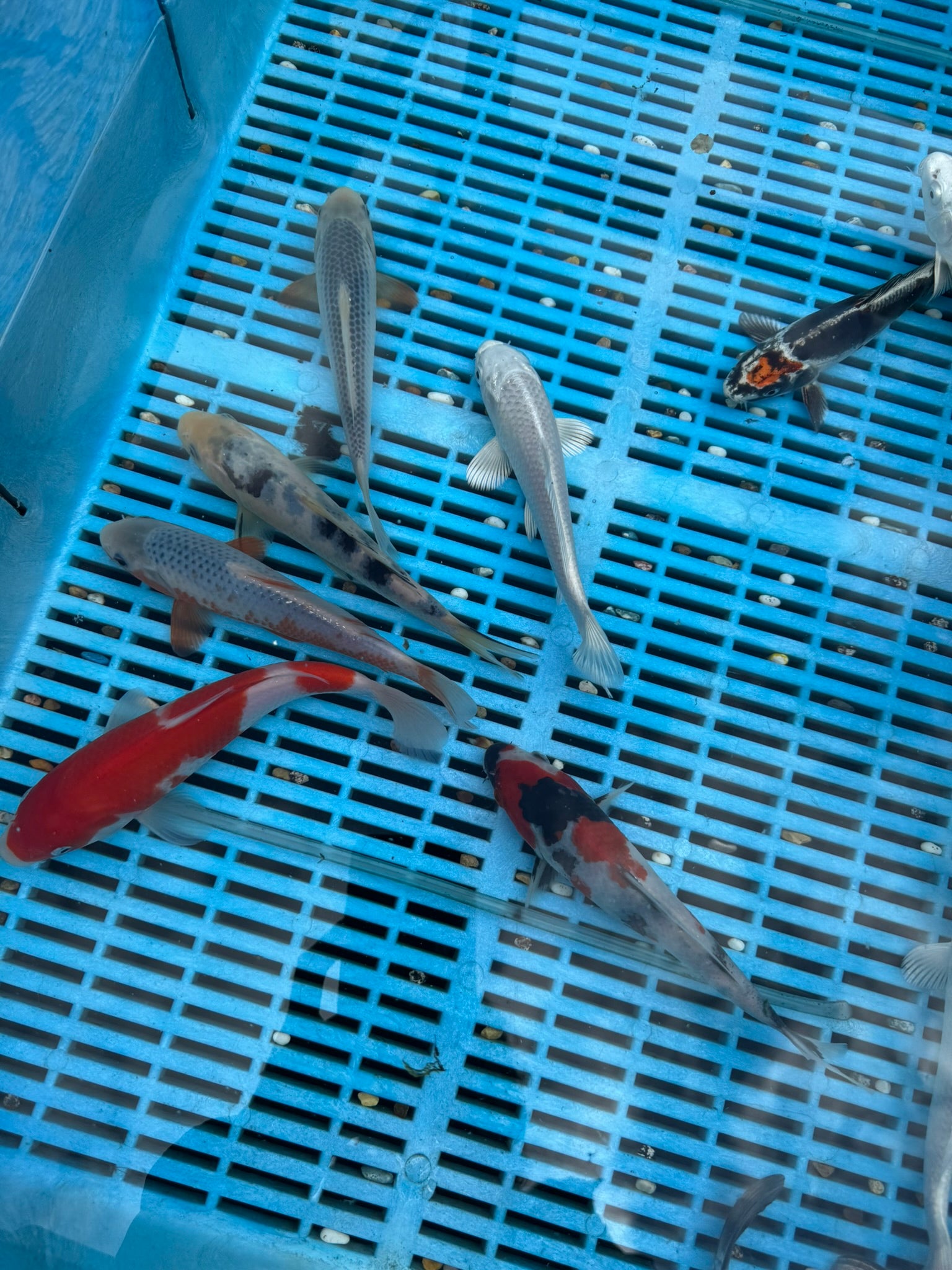 Japanese Koi 18-22cm (O 2F)