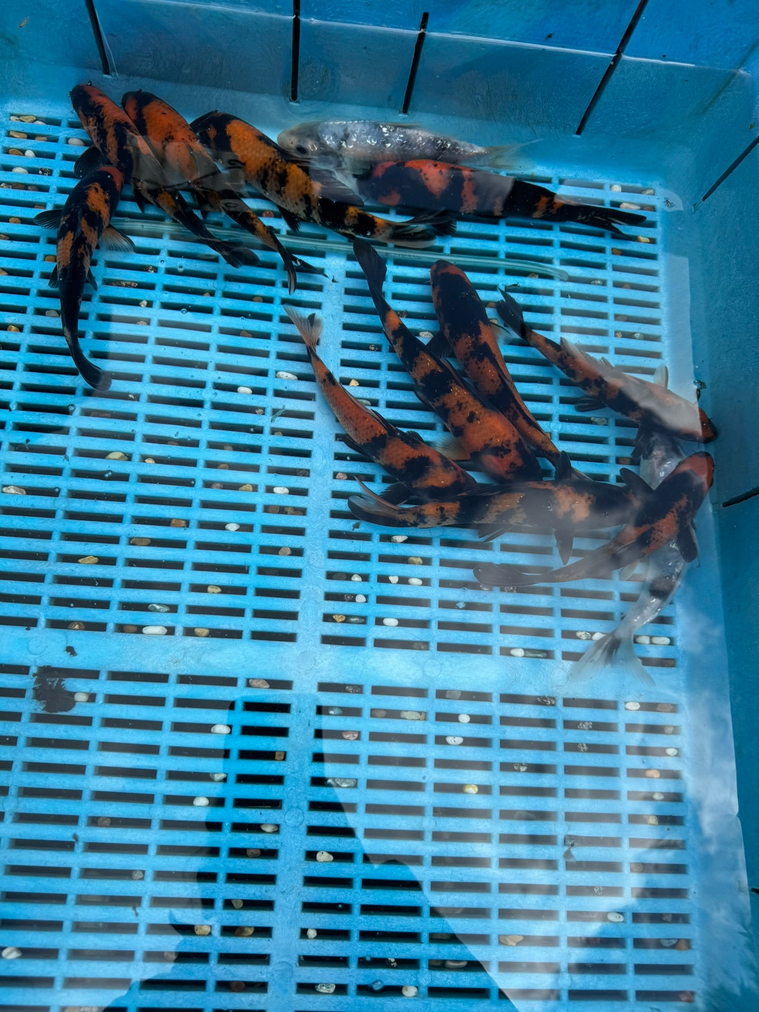 Japanese Koi Hi Utsuri 15-18cm (O 2E)