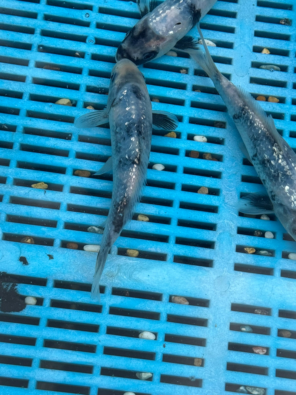 Japanese Koi Gin Rin Shiro 15-20cm (O 2E)