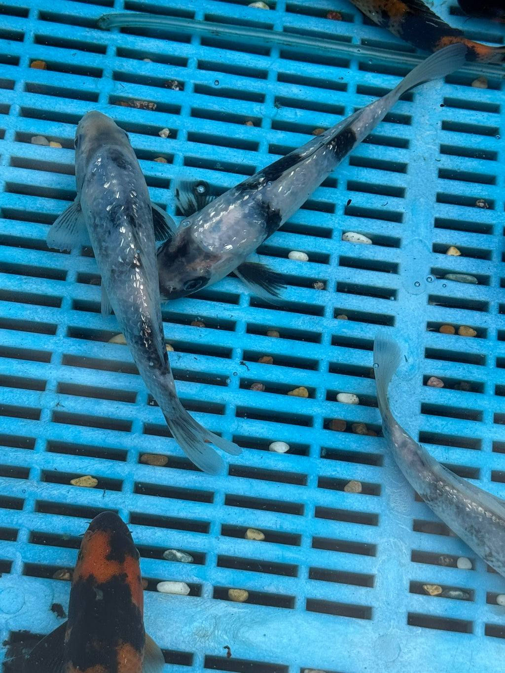 Japanese Koi Gin Rin Shiro 15-20cm (O 2E)