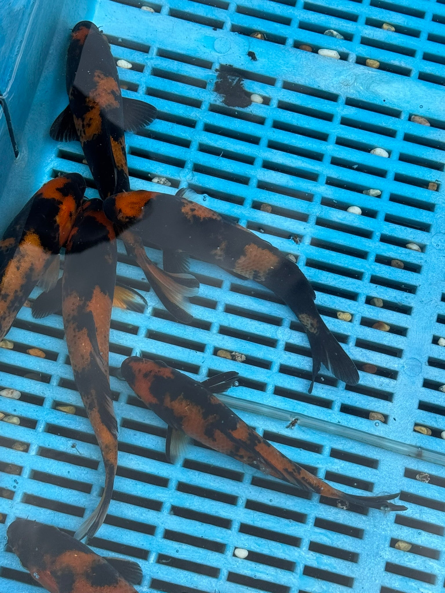 Japanese Koi Hi Utsuri 15-18cm (O 2E)