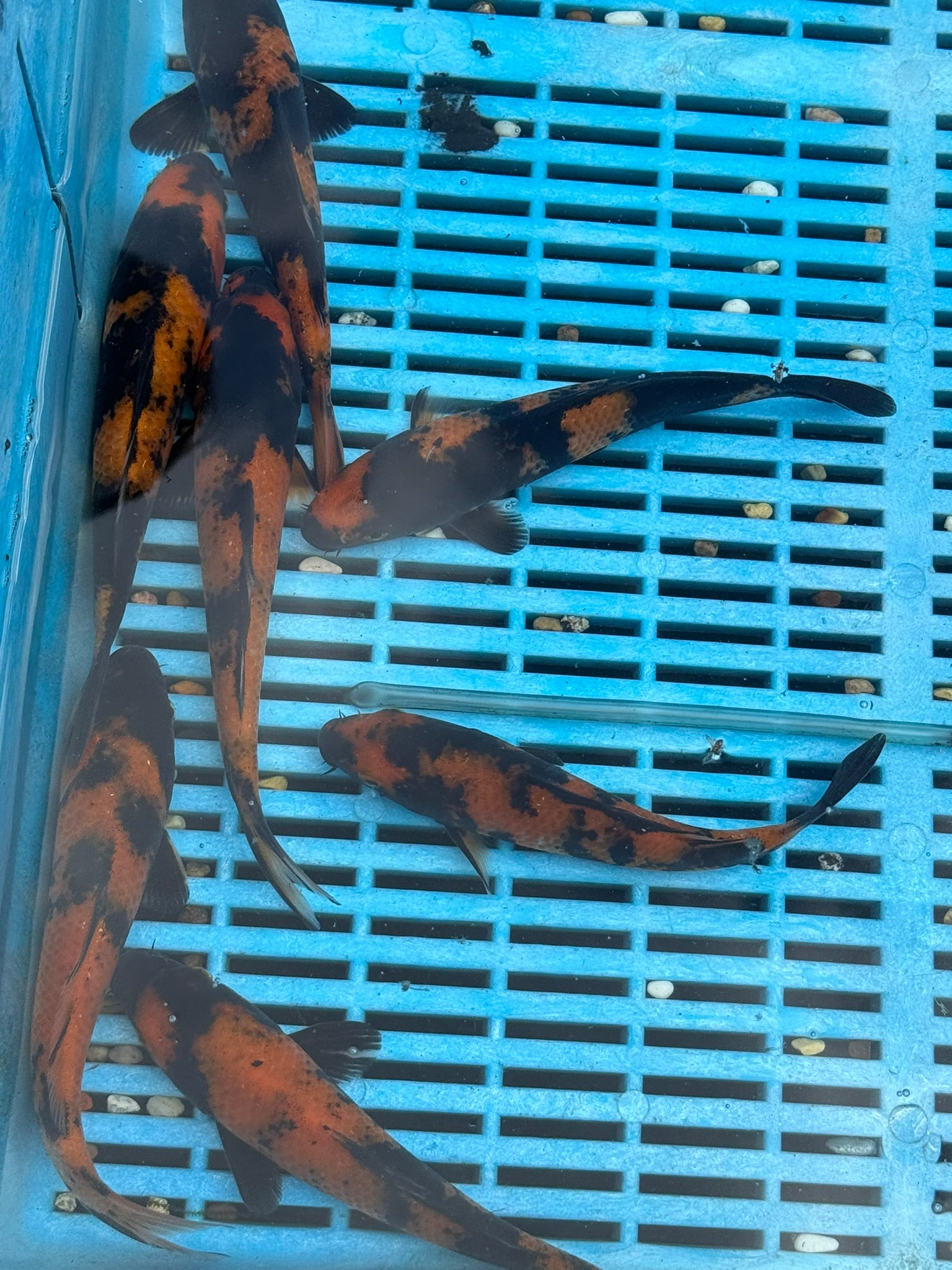 Japanese Koi Hi Utsuri 15-18cm (O 2E)