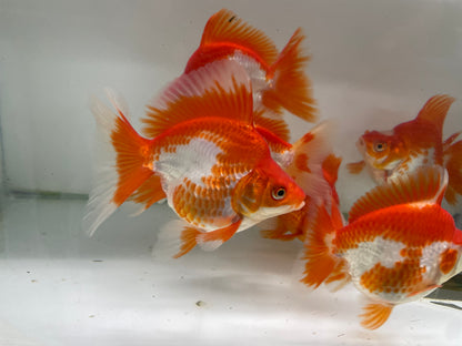Ryukin Red White 9-10cm Fancy Goldfish