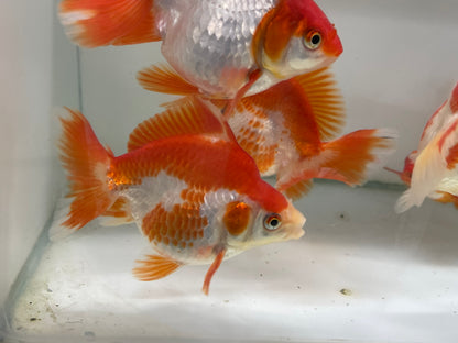 Ryukin Red White 9-10cm Fancy Goldfish