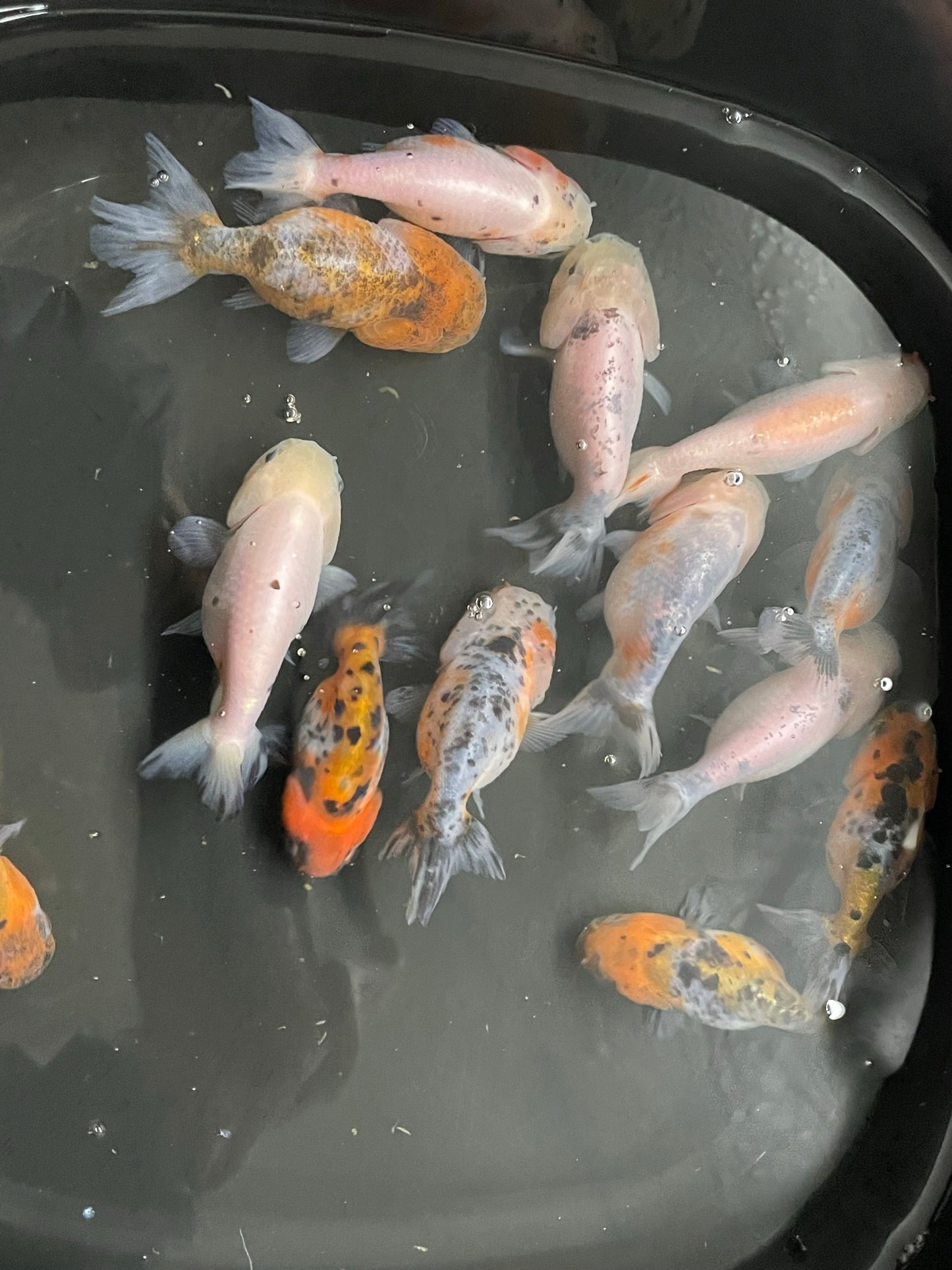 Mixed Ranchu 6-7cm Fancy Goldfish (Picked at random) TFP7 D