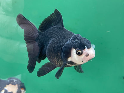 Panda Oranda 9-11cm Fancy Goldfish