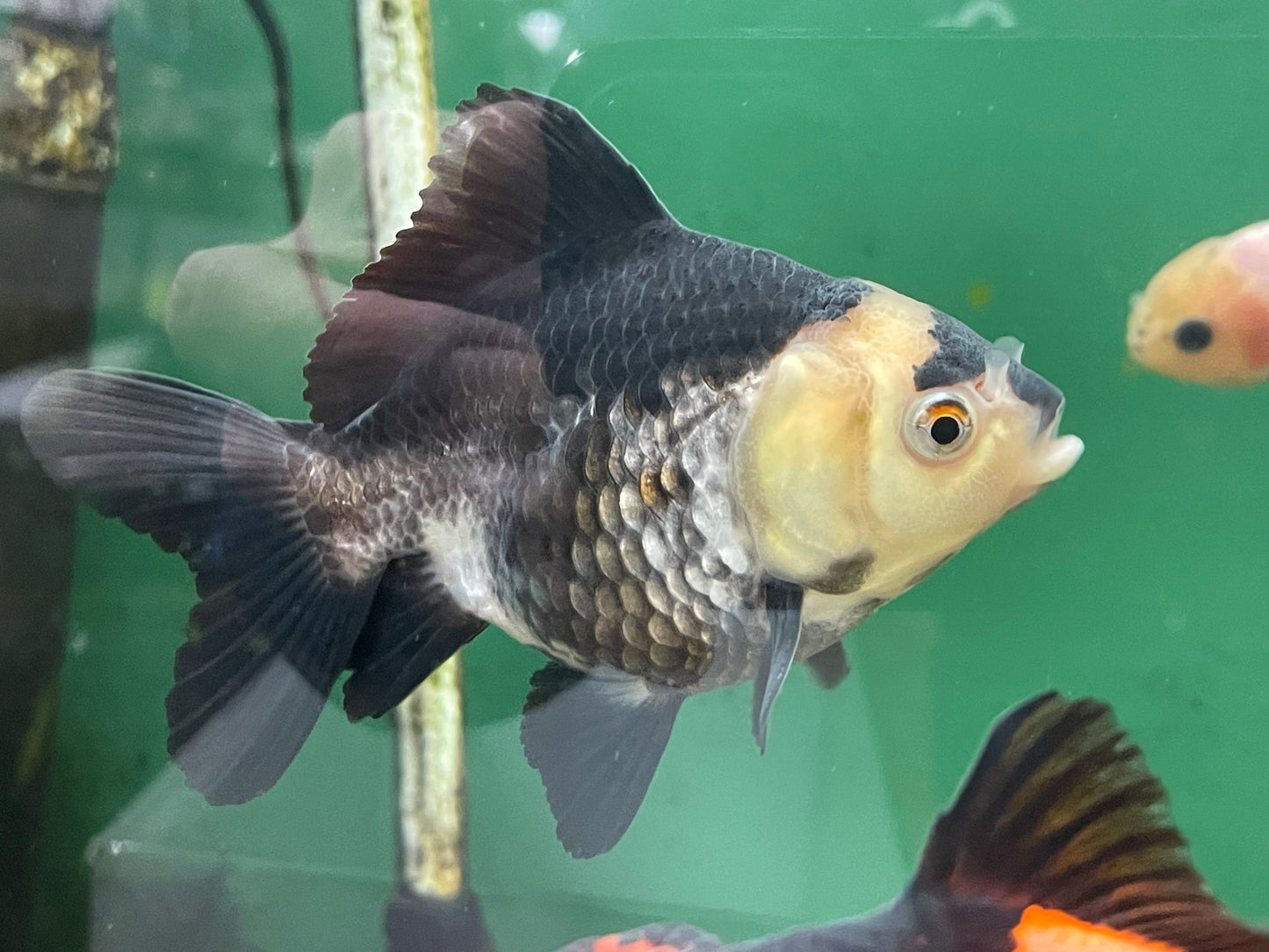 Panda Oranda 9-11cm Fancy Goldfish
