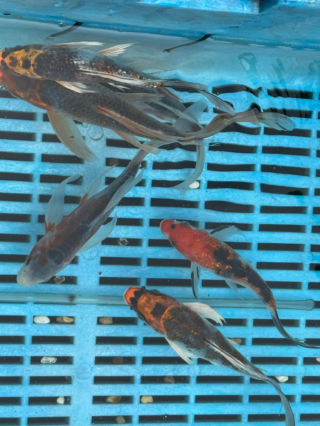 Butterfly Koi 4-5"