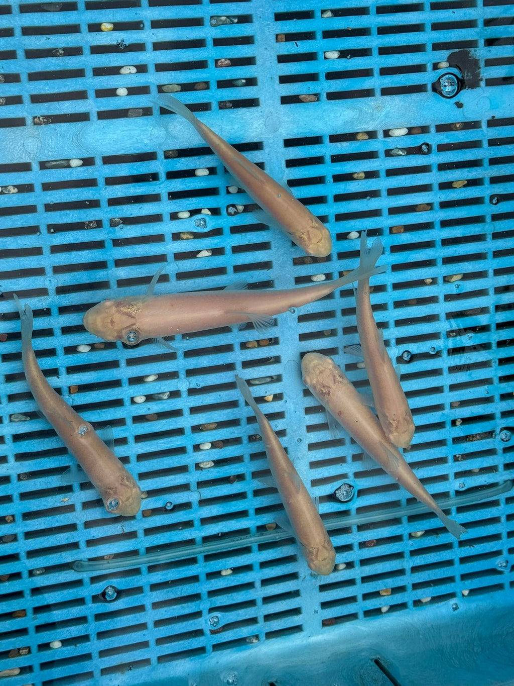 Albino Grass Carp 6-7" (O 2C)