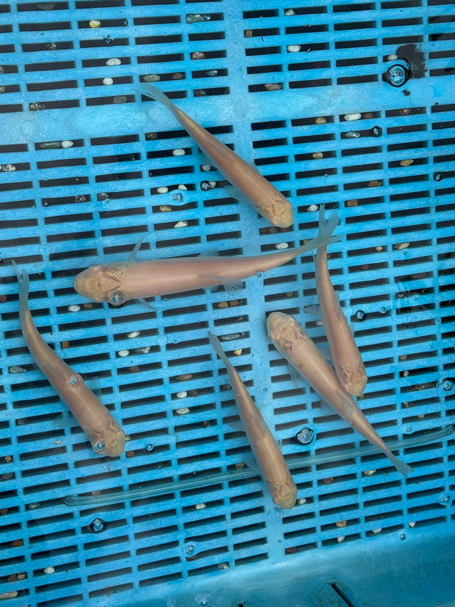 Albino Grass Carp 6-7" (O 2C)