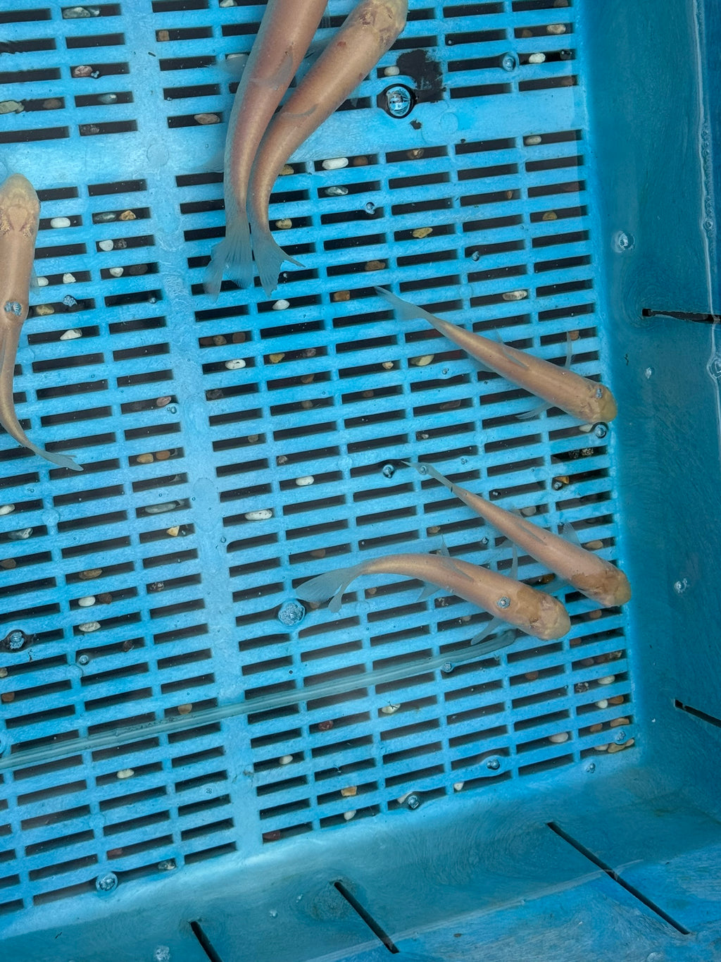 Albino Grass Carp 6-7" (O 2C)