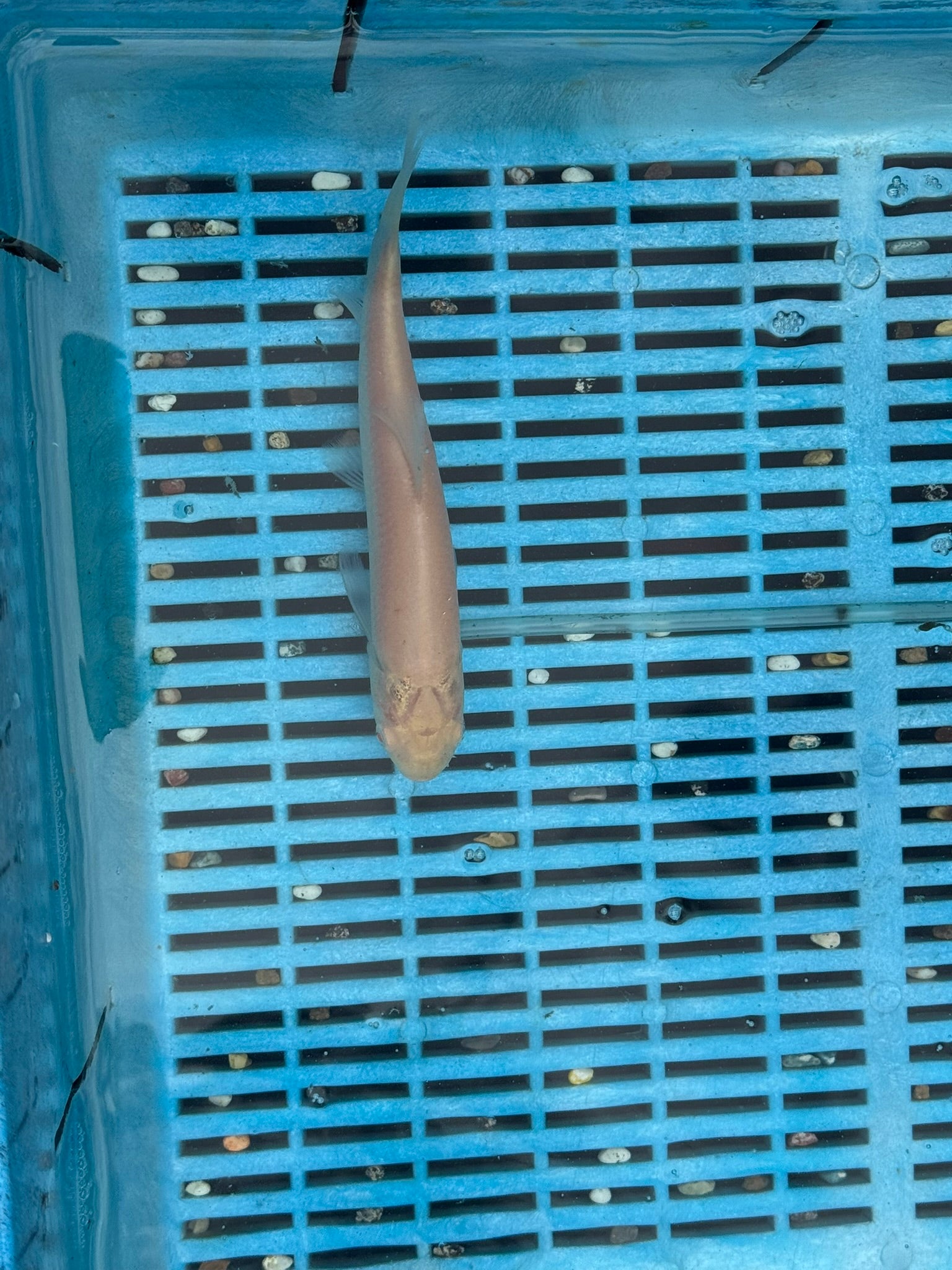 Albino Grass Carp 6-7" (O 2C)