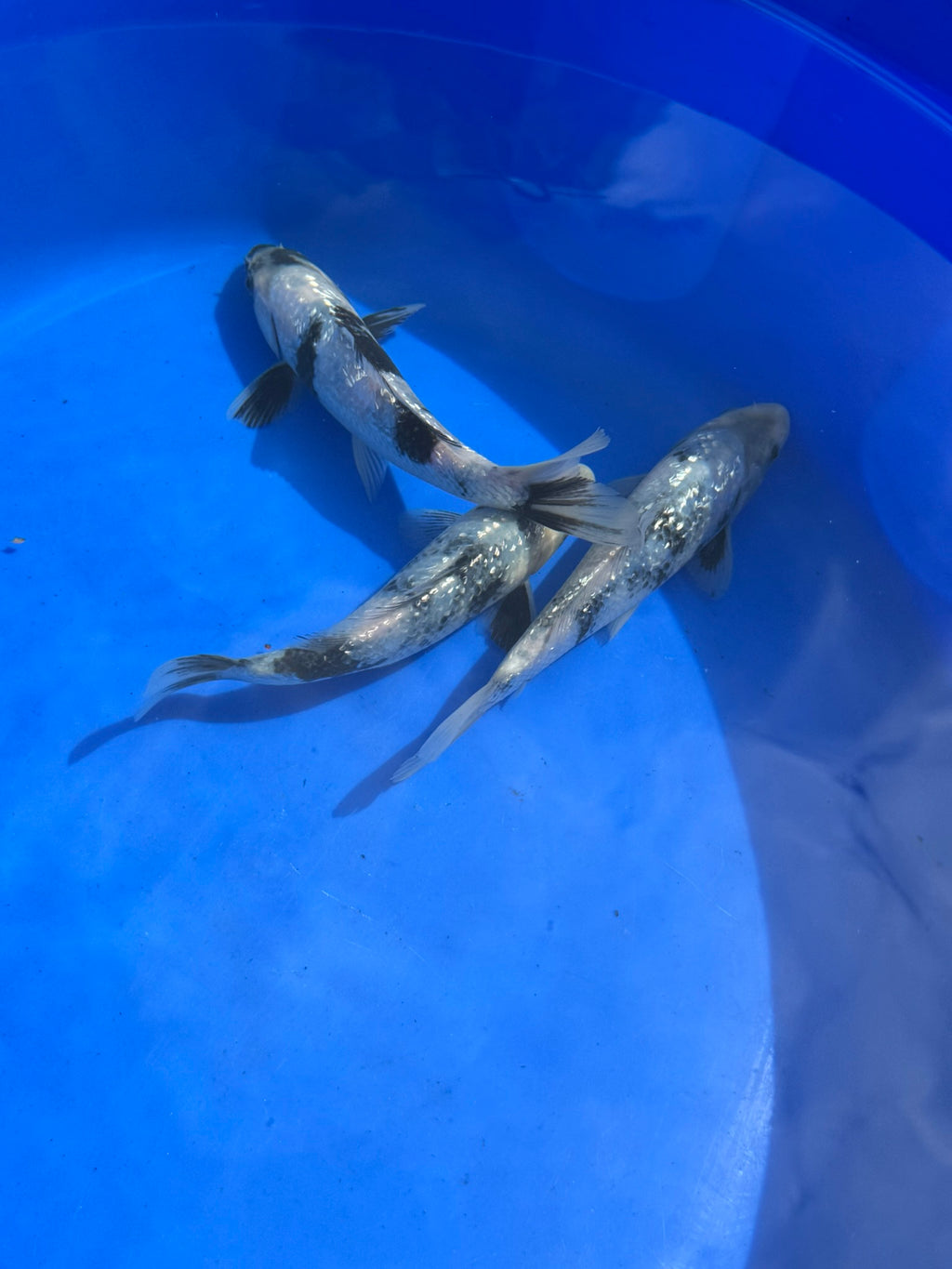 Japanese Koi Gin Rin Shiro 15-20cm (O 2E)