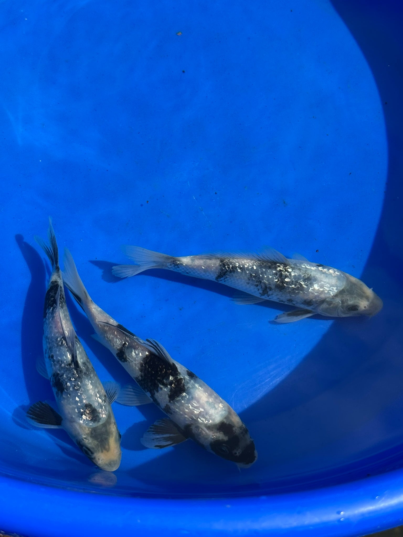 Japanese Koi Gin Rin Shiro 15-20cm (O 2E)