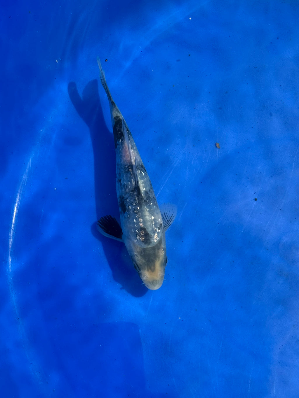 Japanese Koi Gin Rin Shiro 15-20cm (O 2E)