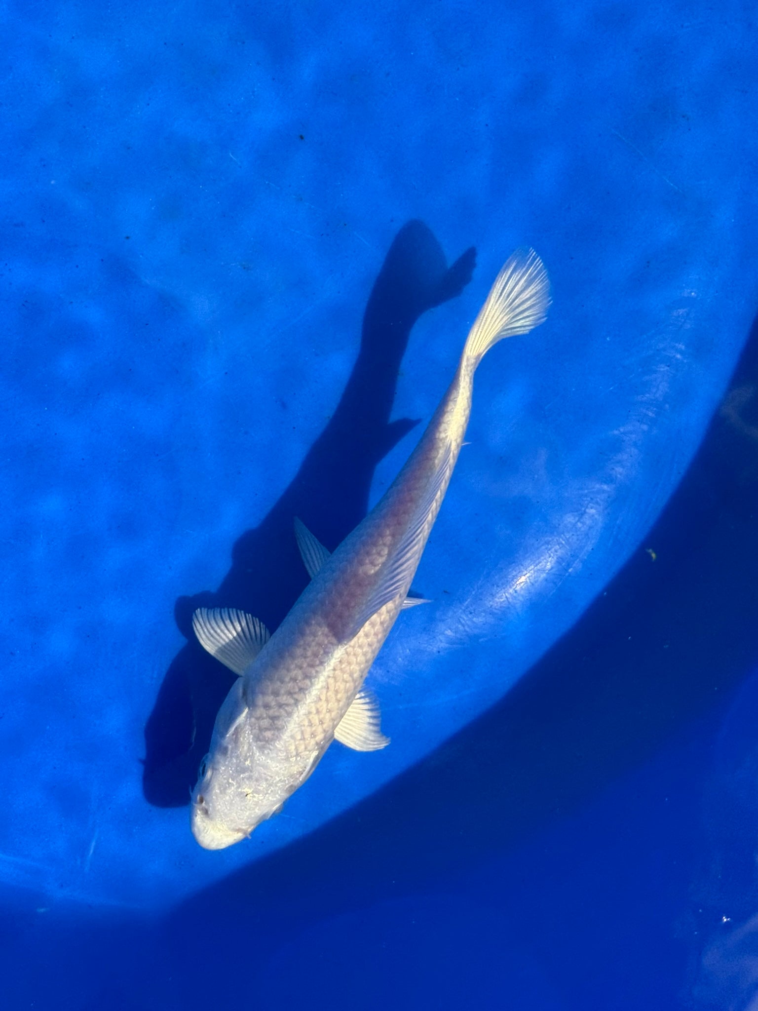 Platinum Ogon Japanese Koi 18-22cm (O 2F)