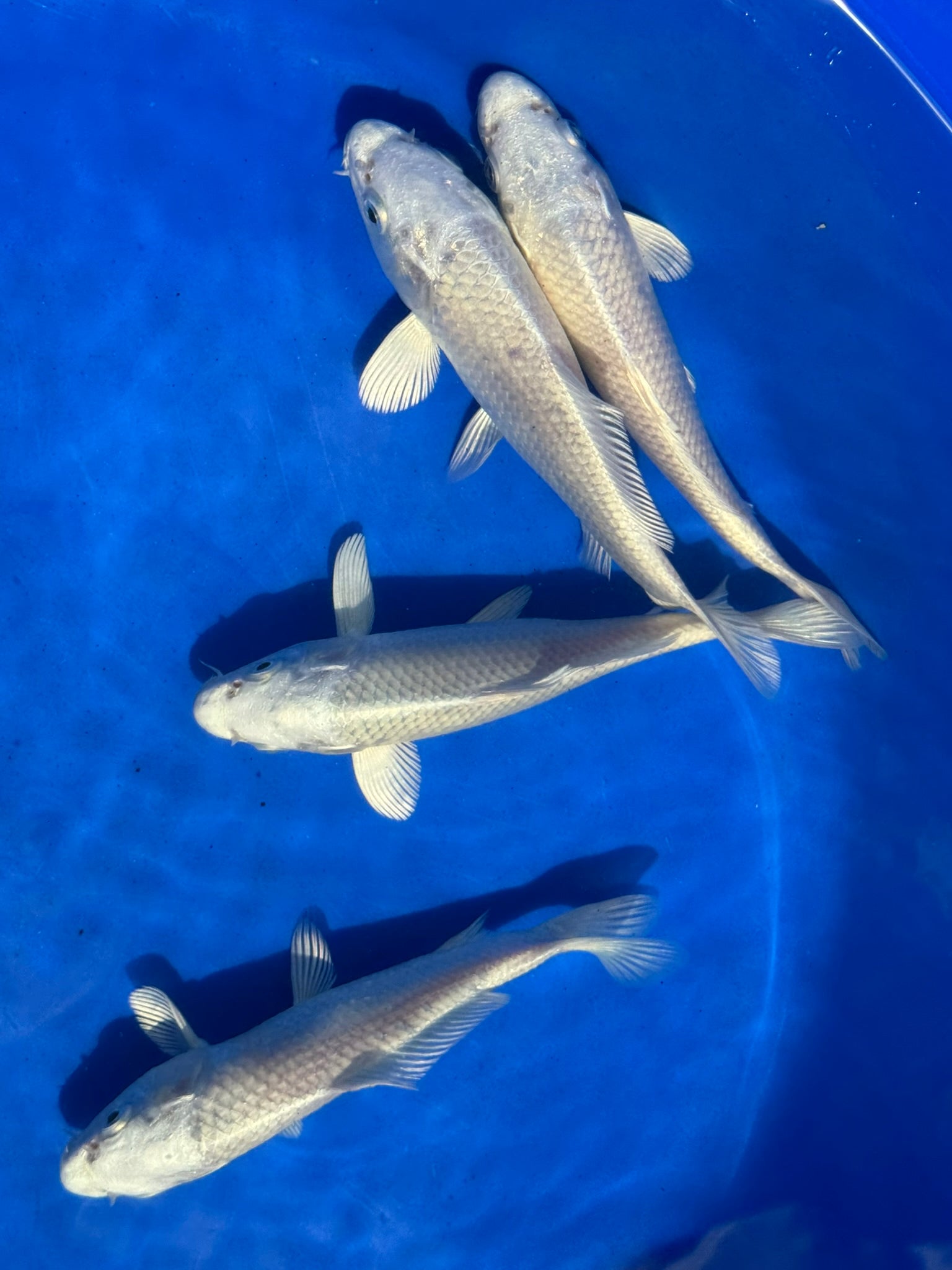 Platinum Ogon Japanese Koi 18-22cm (O 2F)