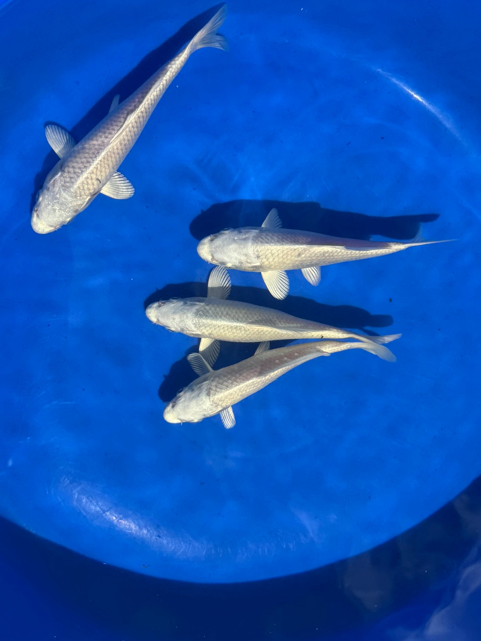 Platinum Ogon Japanese Koi 18-22cm (O 2F)