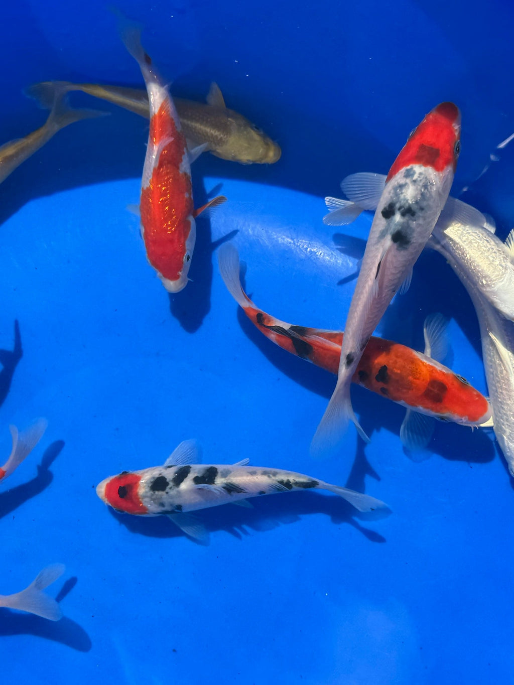 Japanese Koi 13-16cm Live Fish