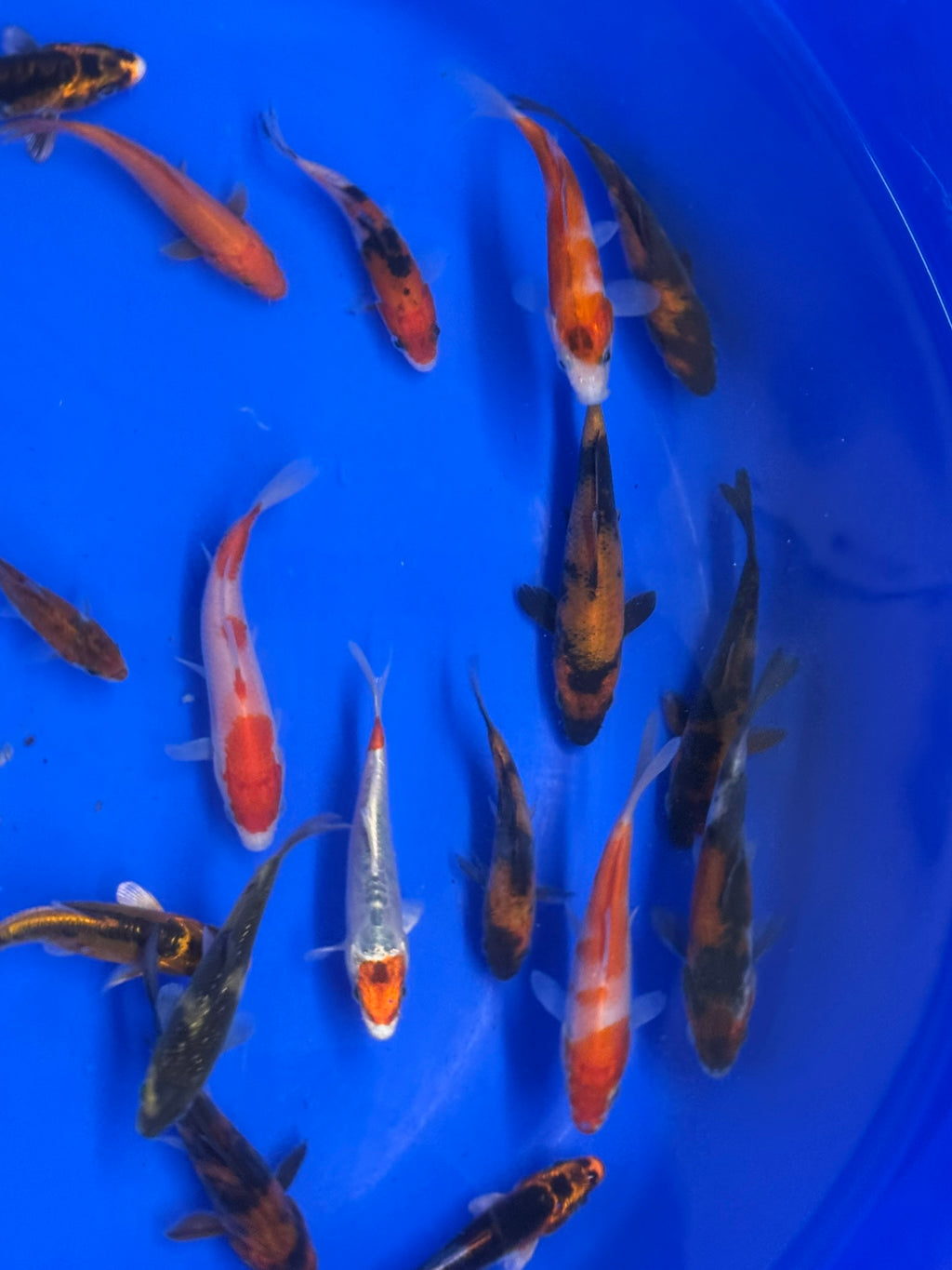 Japanese Koi 8-10cm