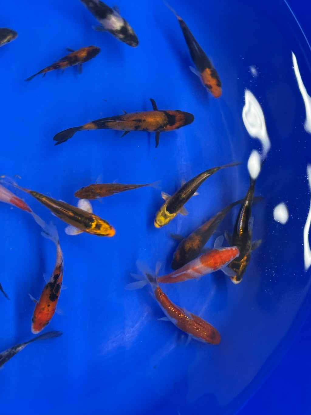 Japanese Koi 8-10cm