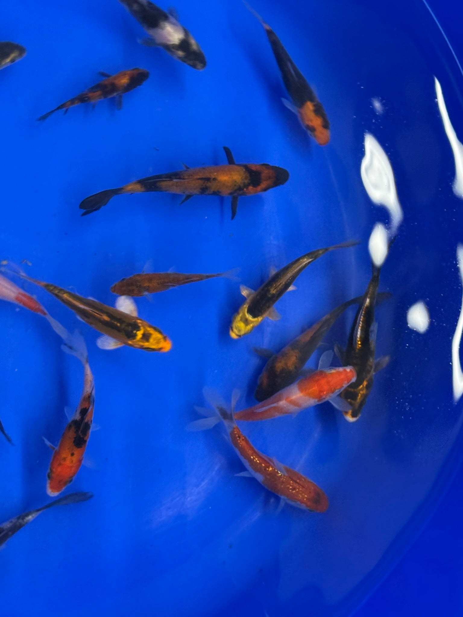 Japanese Koi 8-10cm