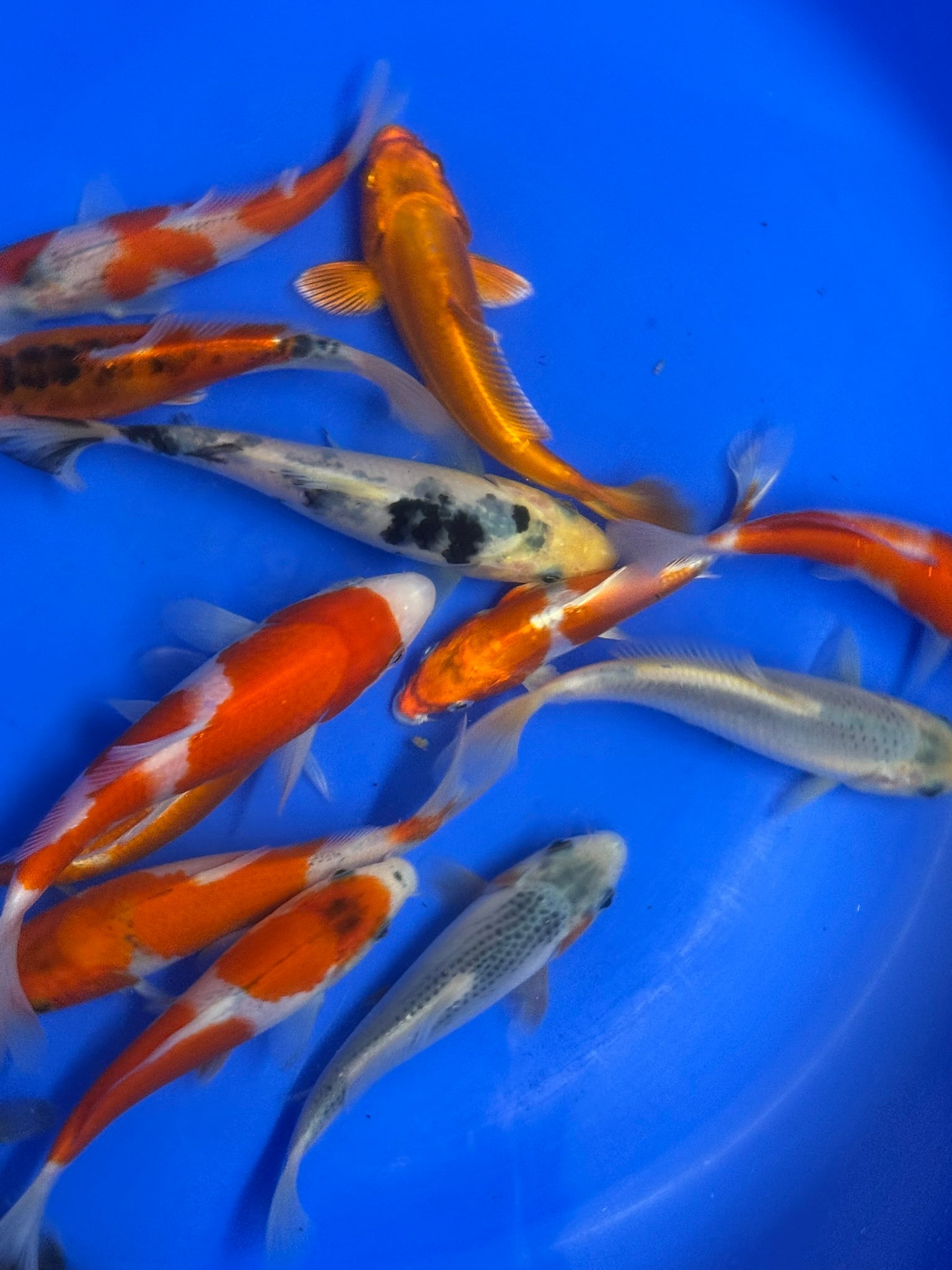 Japanese Koi 14-17cm Live Fish
