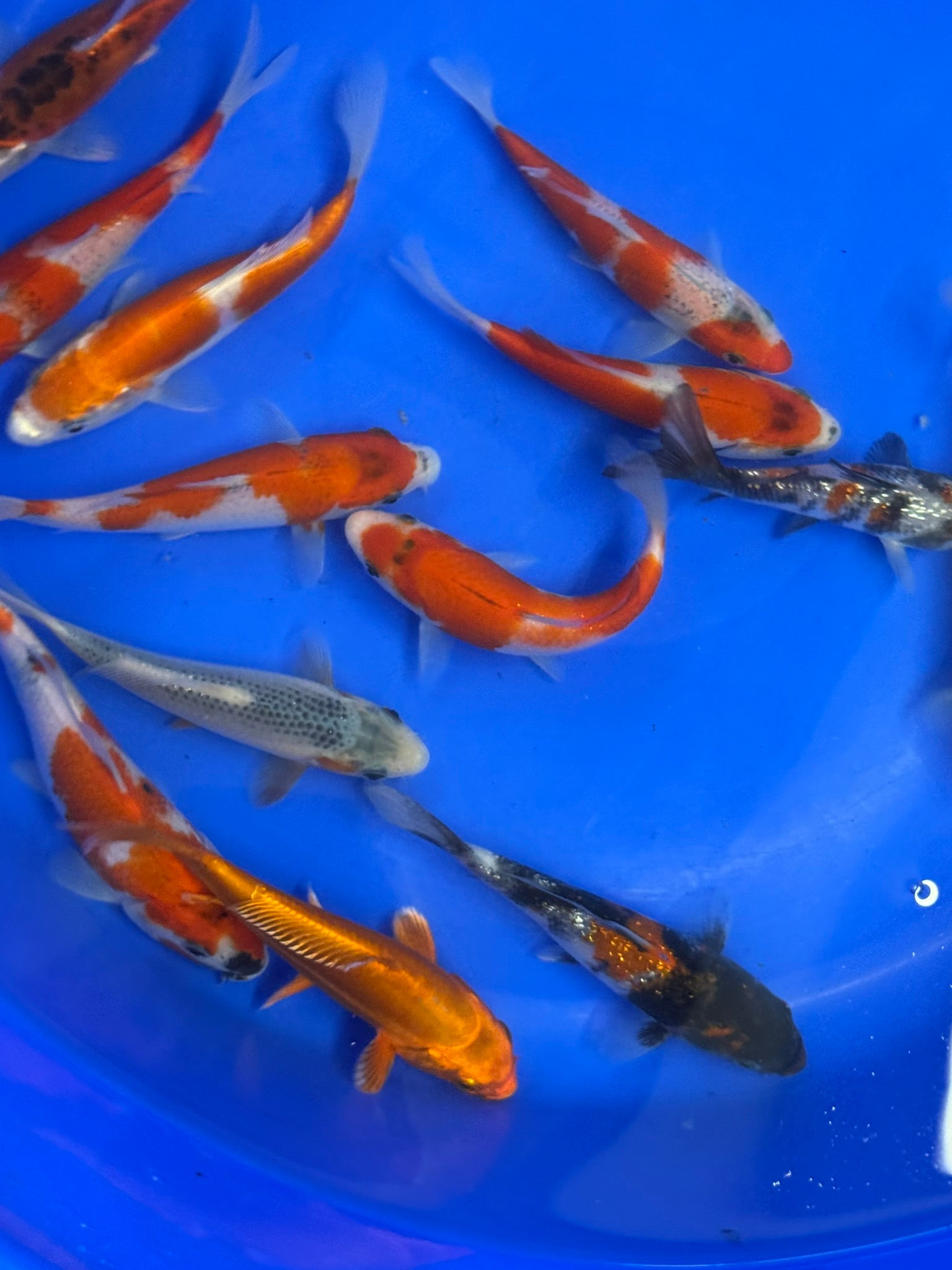 Japanese Koi 14-17cm Live Fish