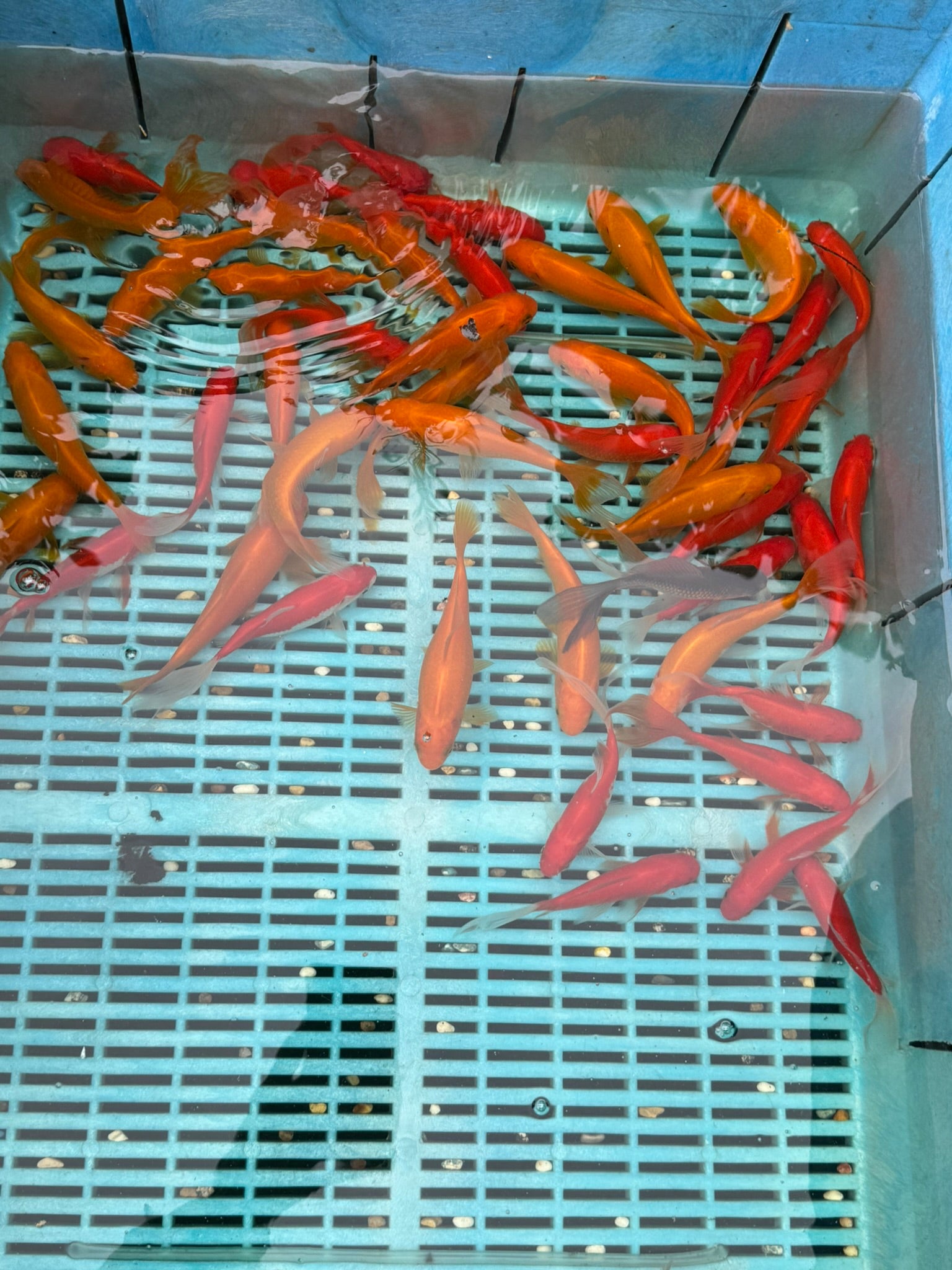 Yellow Goldfish (Yellow Comet) 4-5" (Picked at random)