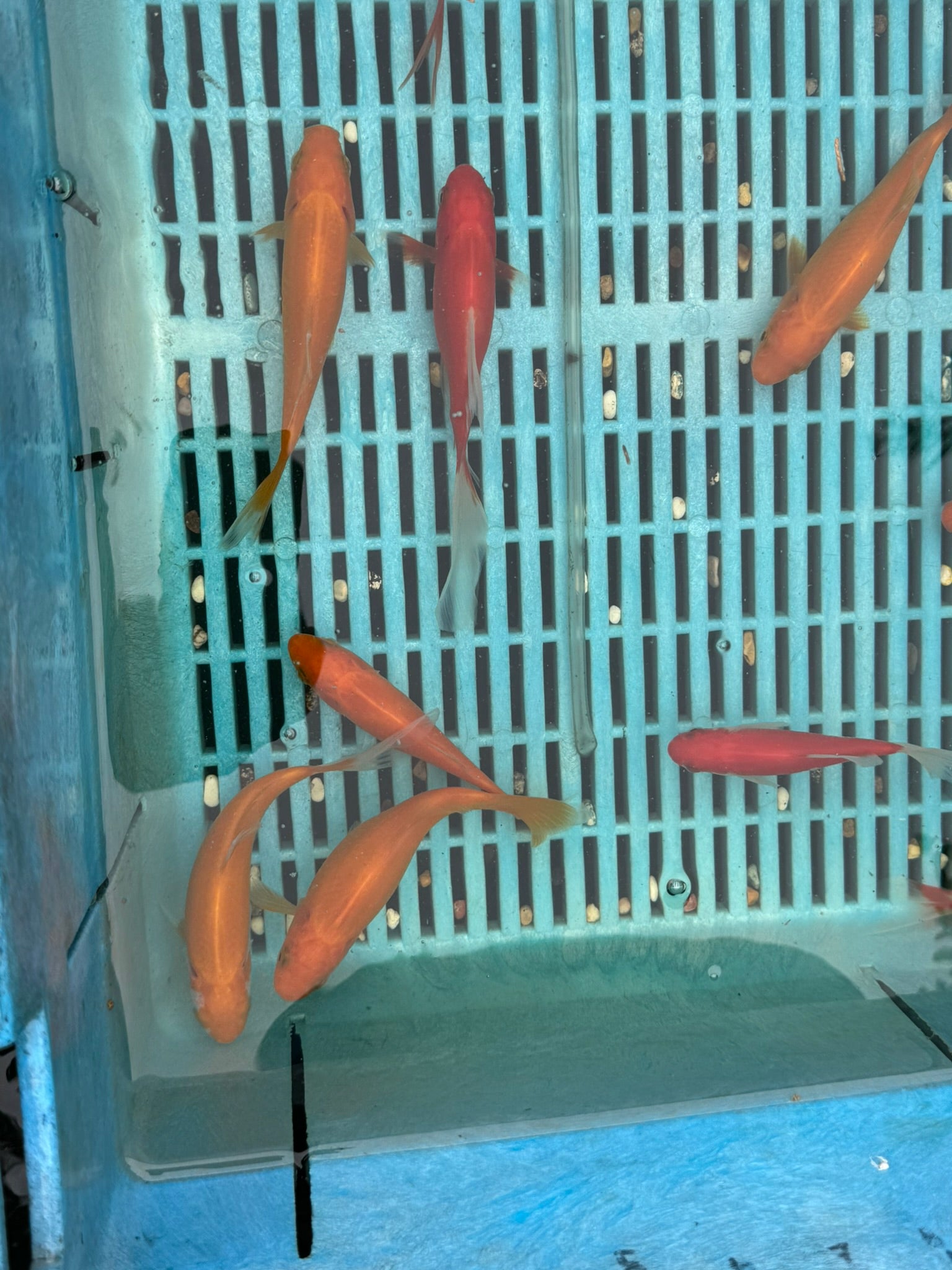 Yellow Goldfish (Yellow Comet) 4-5" (Picked at random)