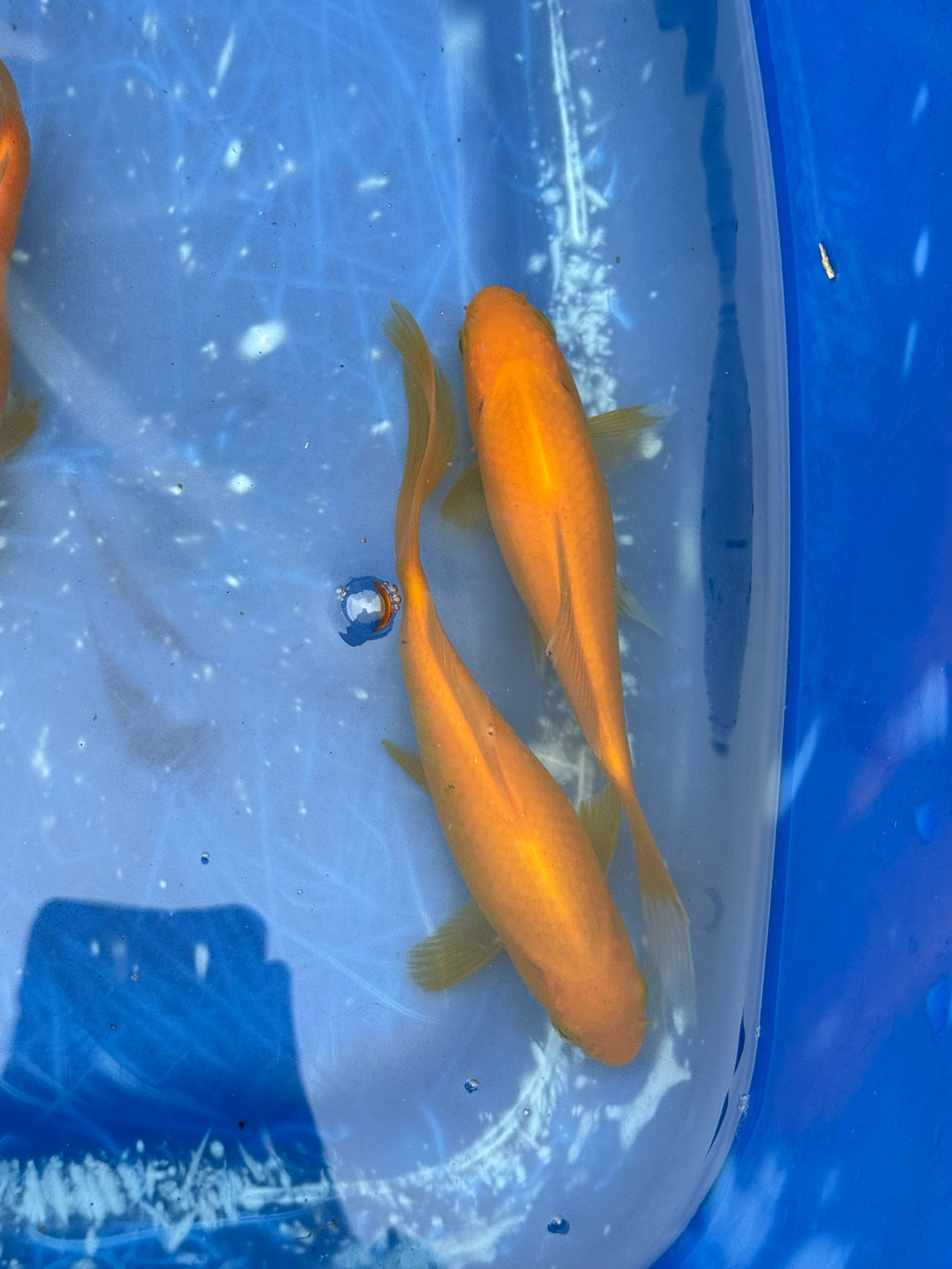 Yellow Goldfish (Yellow Comet) 4-5" (Picked at random)