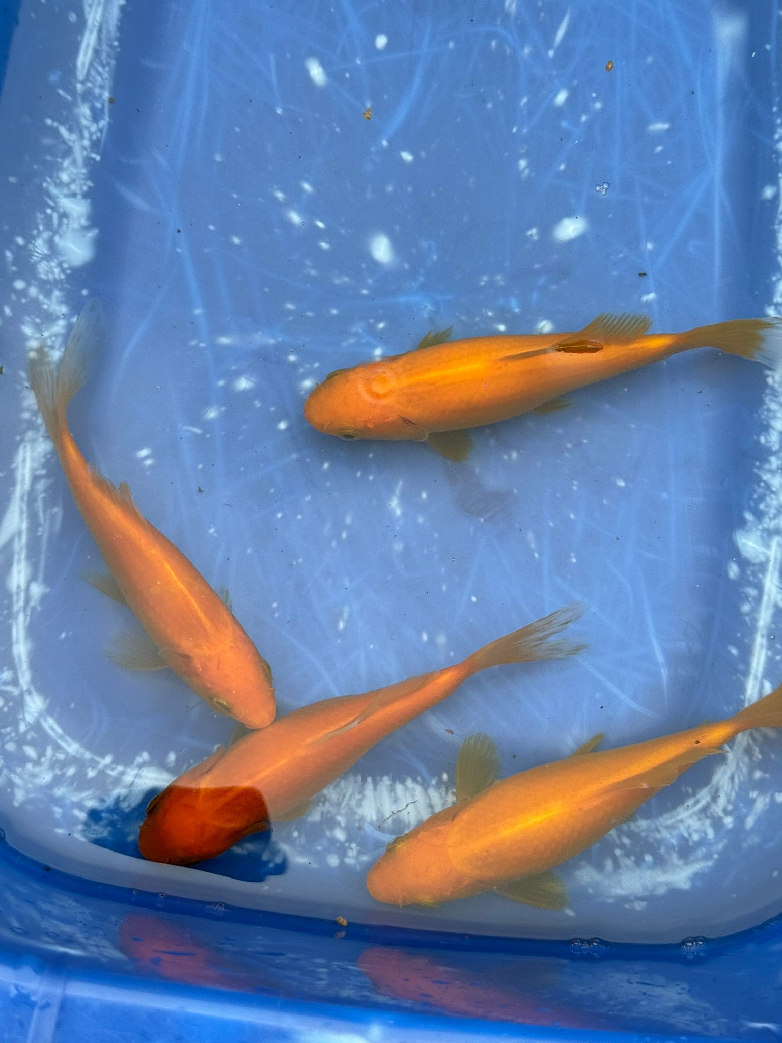 Yellow Goldfish (Yellow Comet) 4-5" (Picked at random)