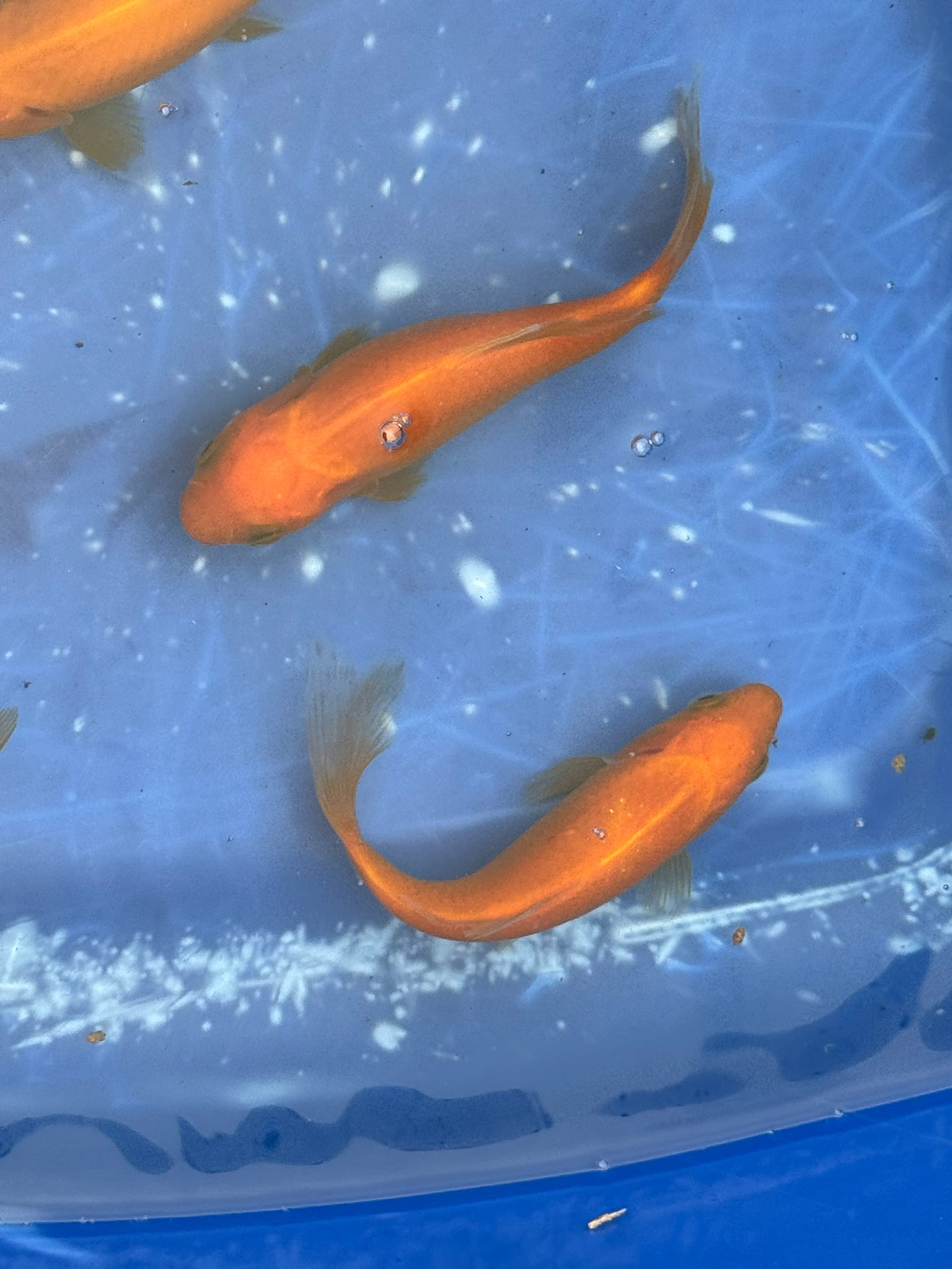 Yellow Goldfish (Yellow Comet) 4-5" (Picked at random)