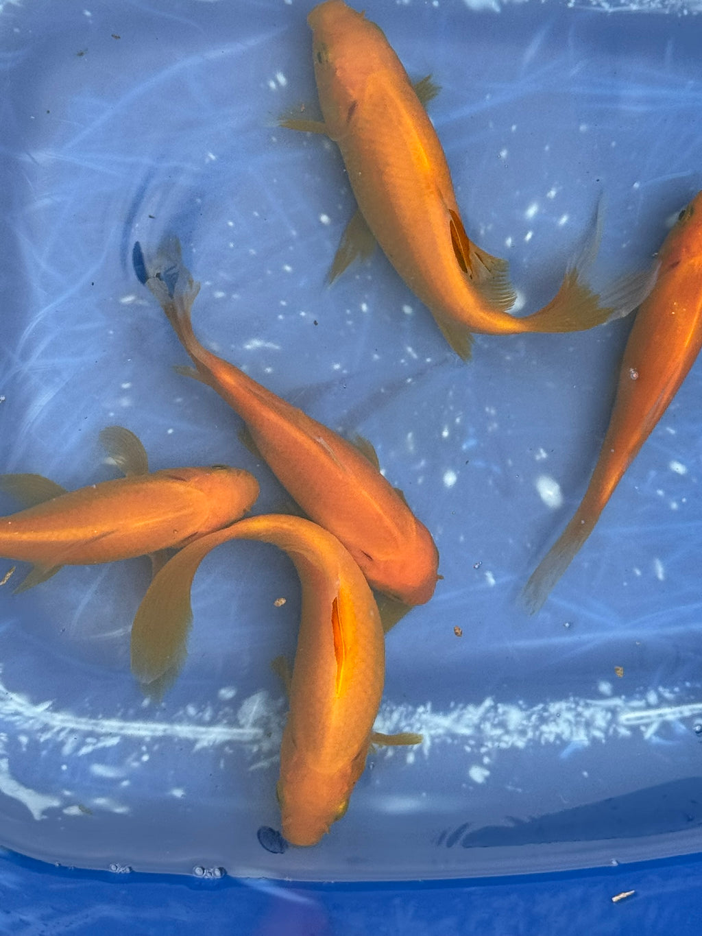 Yellow Goldfish (Yellow Comet) 4-5" (Picked at random)