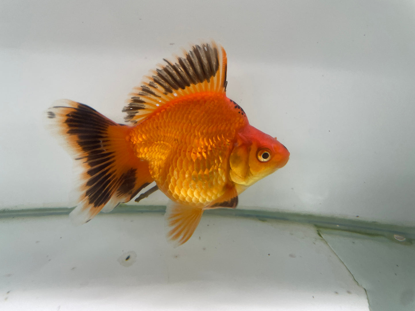 Ryukin Red/Black 11cm Fancy Goldfish (Fish in Photo)