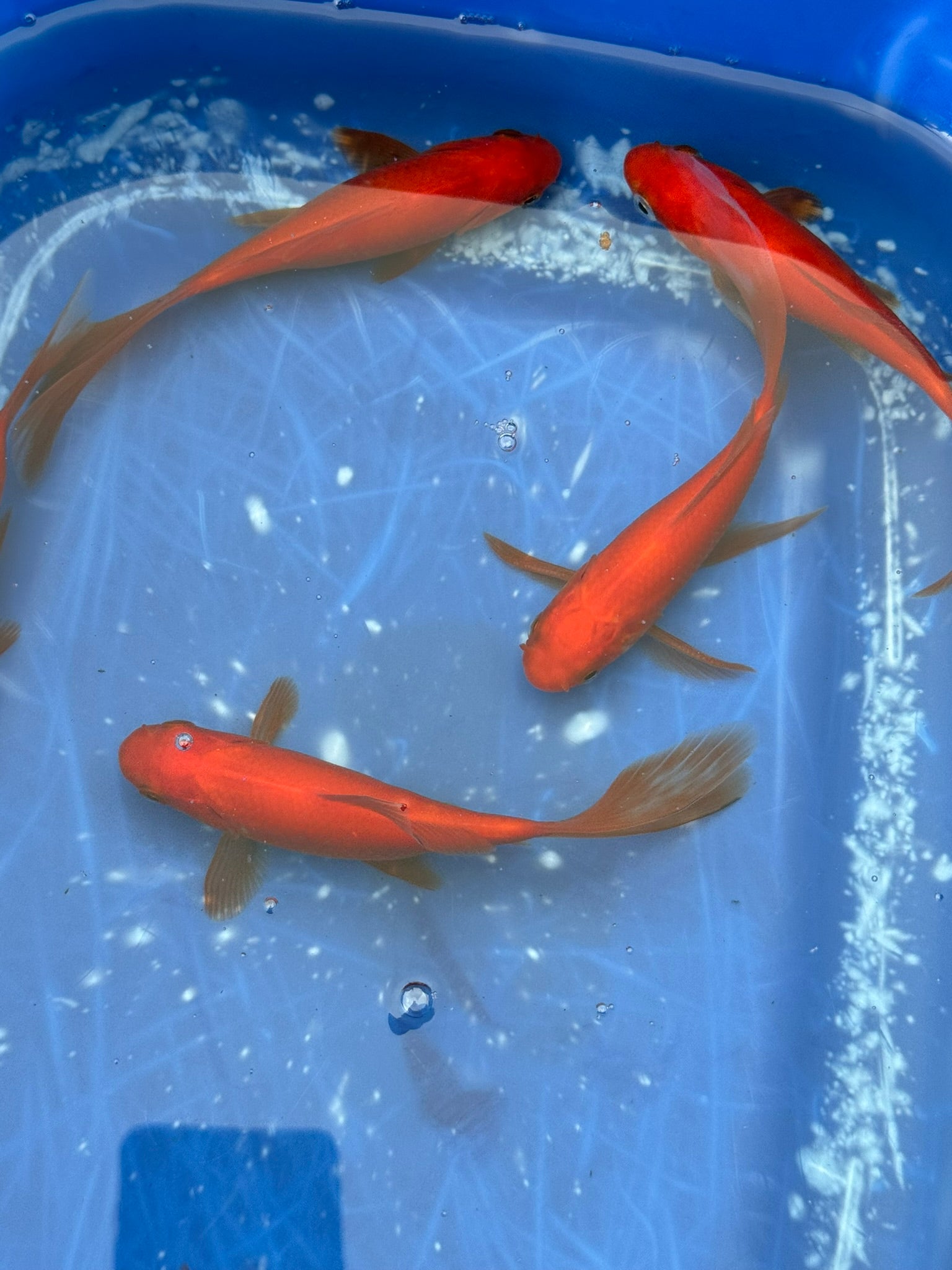 Red Goldfish (Red Comet) 4-5" (Picked at random)