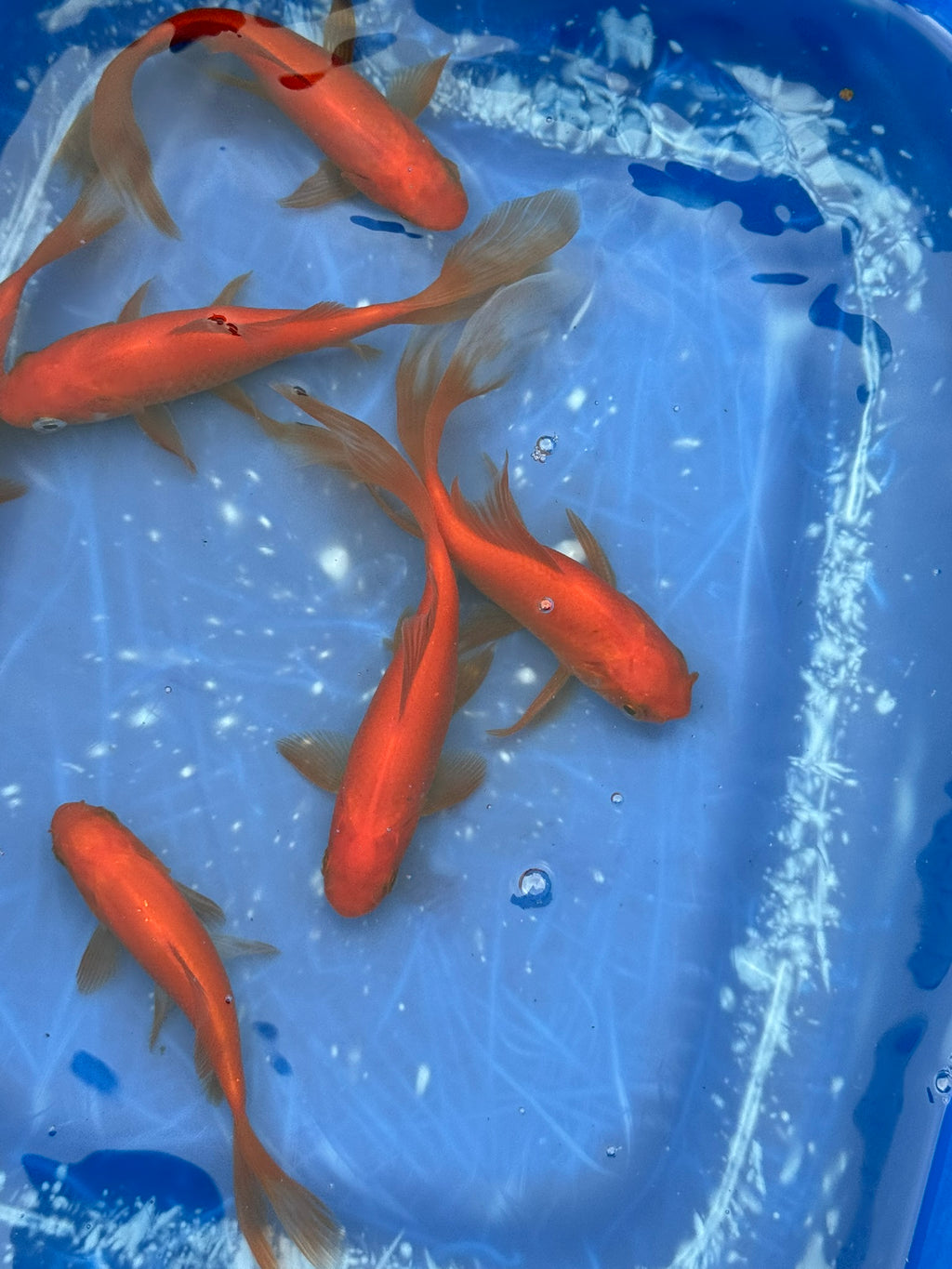 Red Goldfish (Red Comet) 4-5" (Picked at random)