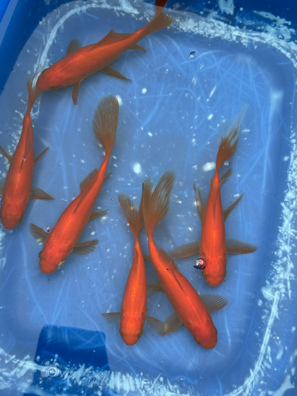 Red Goldfish (Red Comet) 4-5" (Picked at random)