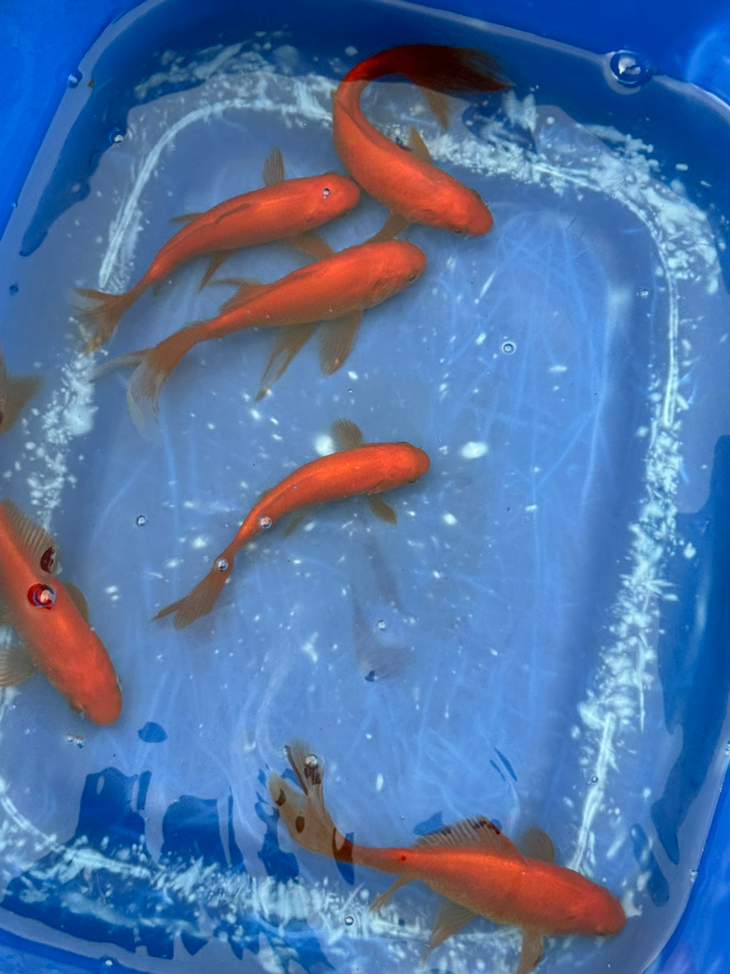 Red Goldfish (Red Comet) 4-5" (Picked at random)