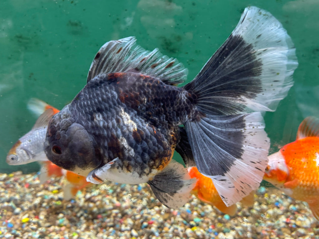 Jumbo Oranda 19-20cm  (Fish in photo)