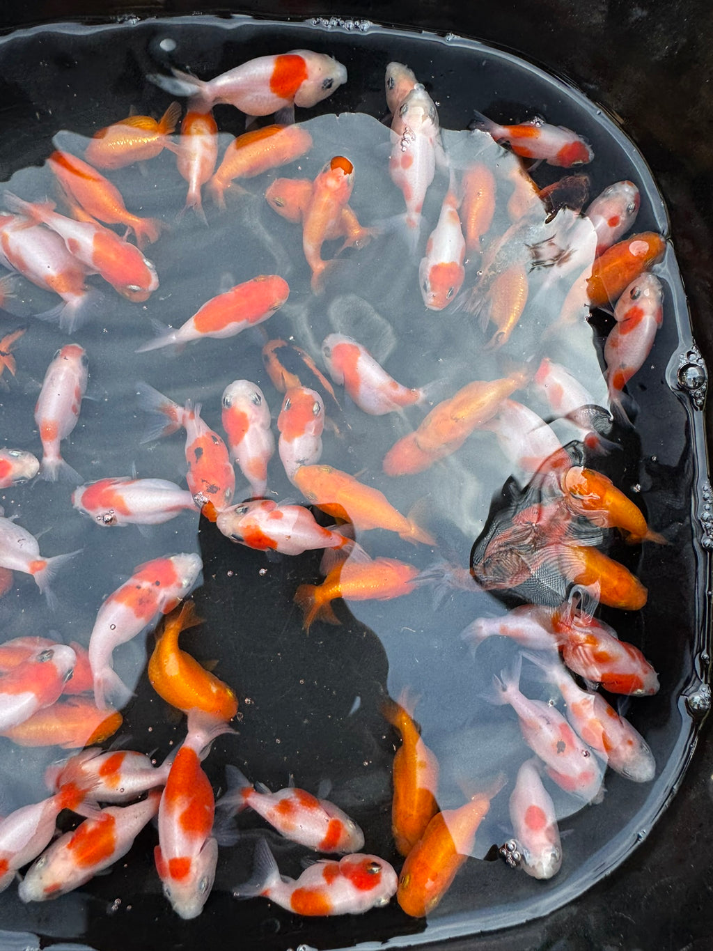 Ranchu 4-5cm Fancy Goldfish