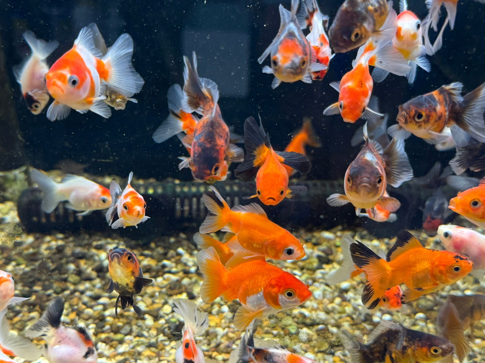Oranda Fancy Goldfish 4-5cm (Picked at Random)