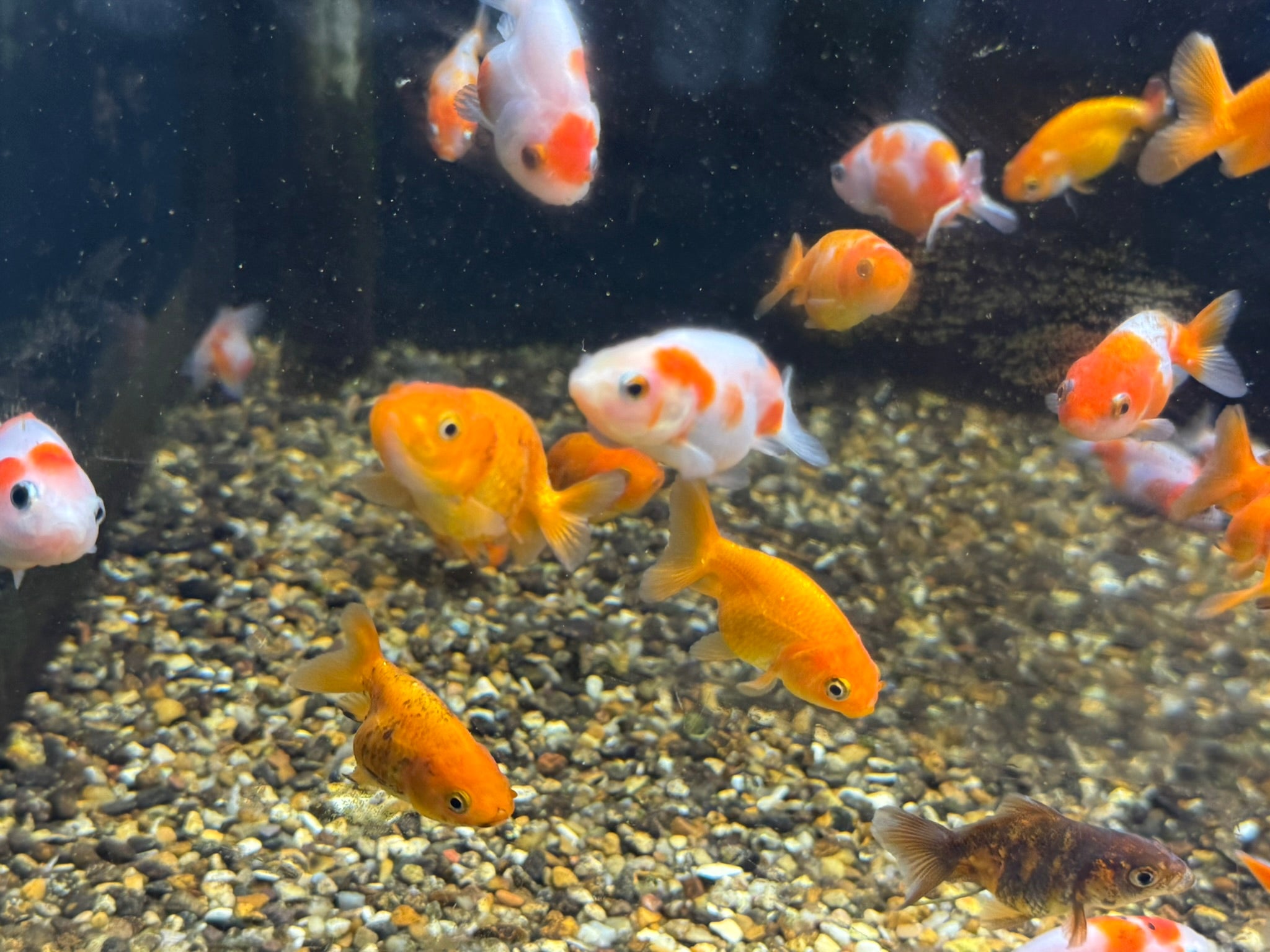 Ranchu 4-5cm Fancy Goldfish