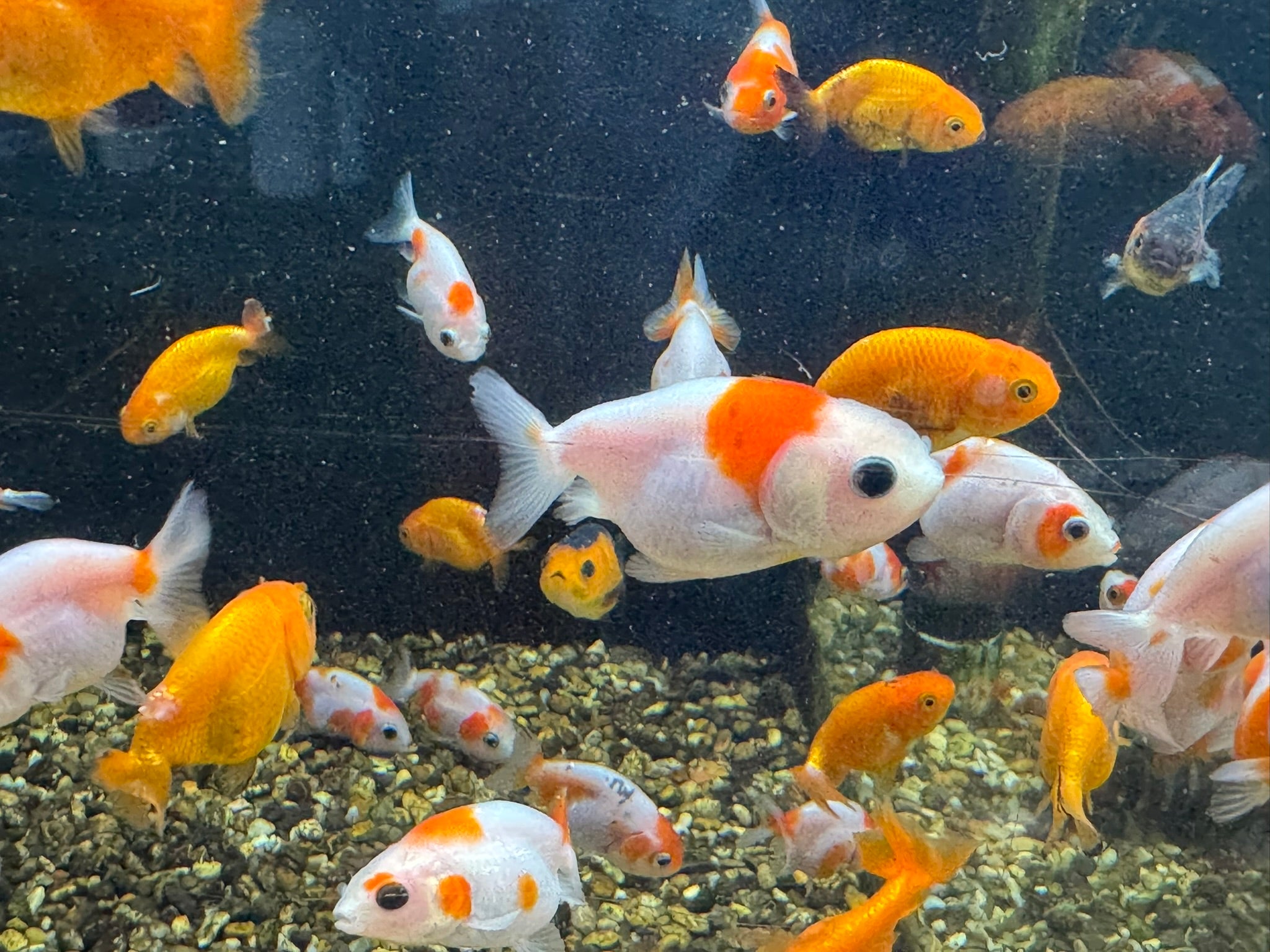 Ranchu 4-5cm Fancy Goldfish