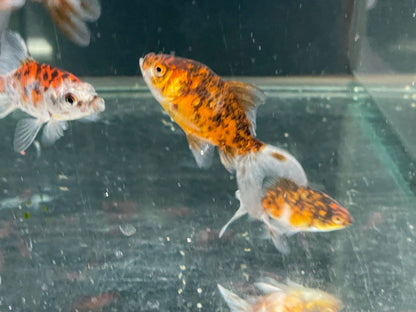 Fantail Fancy Goldfish 6-7cm (Picked at random)